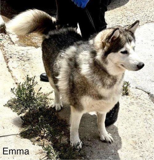 Emma photo 3
