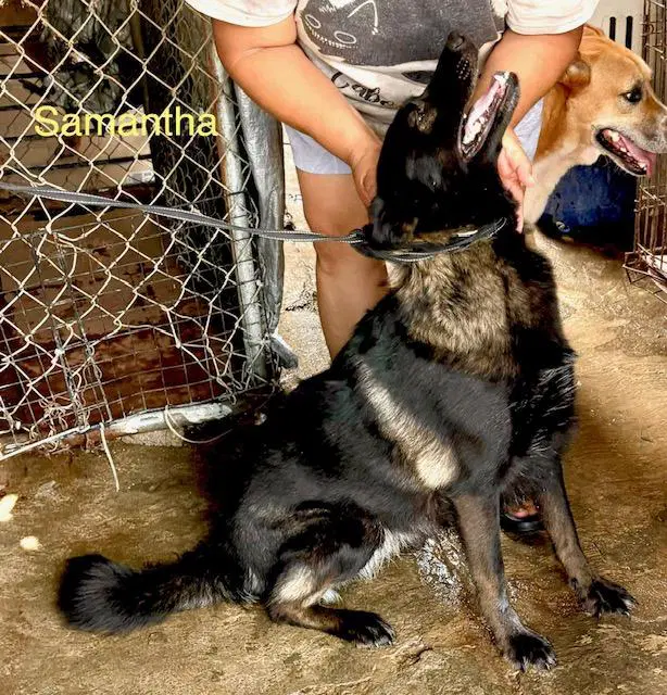 Samantha image 3