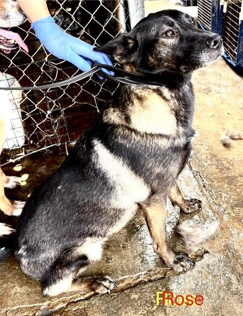 ROSE - Alaskan Malamute / Shepherd available for adoption
