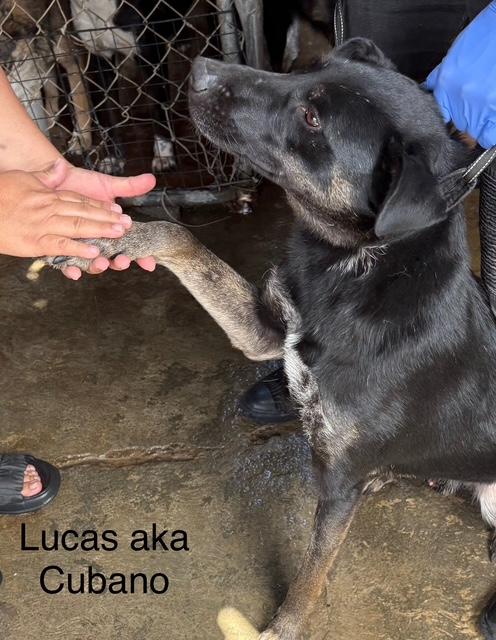 Lucas Image