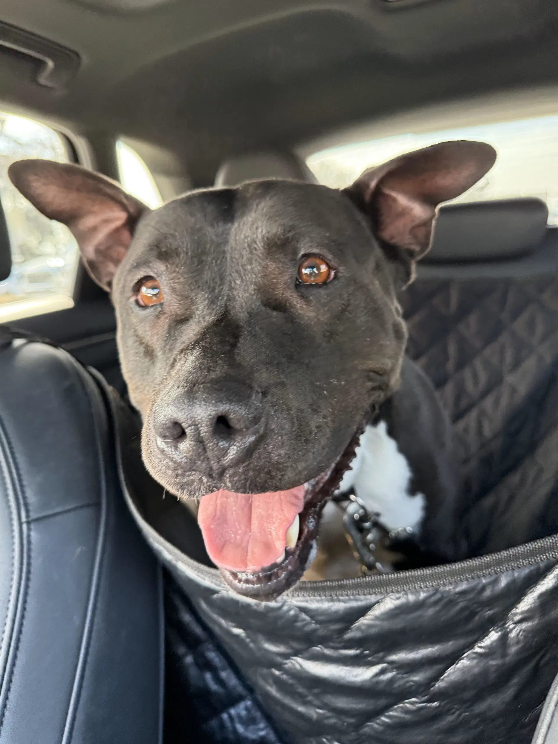 Milo - American Pit Bull Terrier