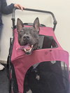 Milo - Photo 3