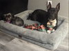 Milo - Photo 7