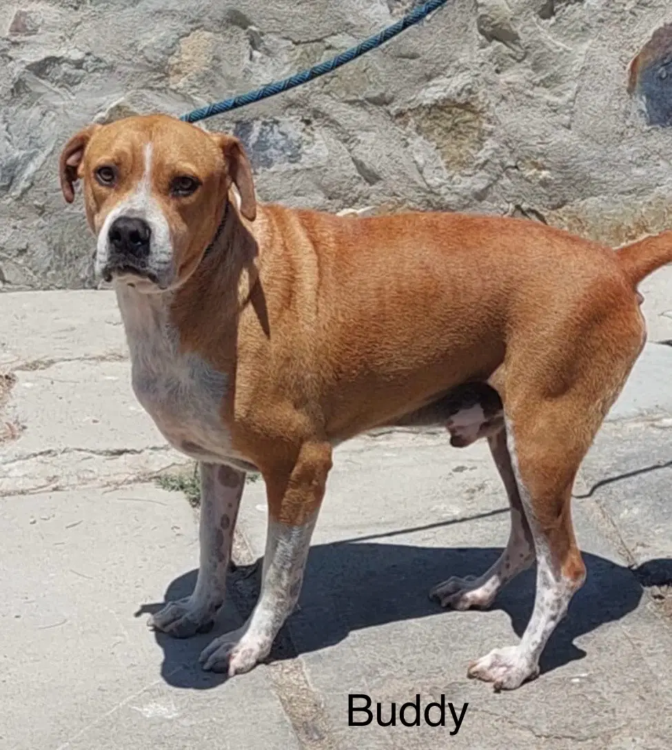 Buddy - American Pit Bull Terrier