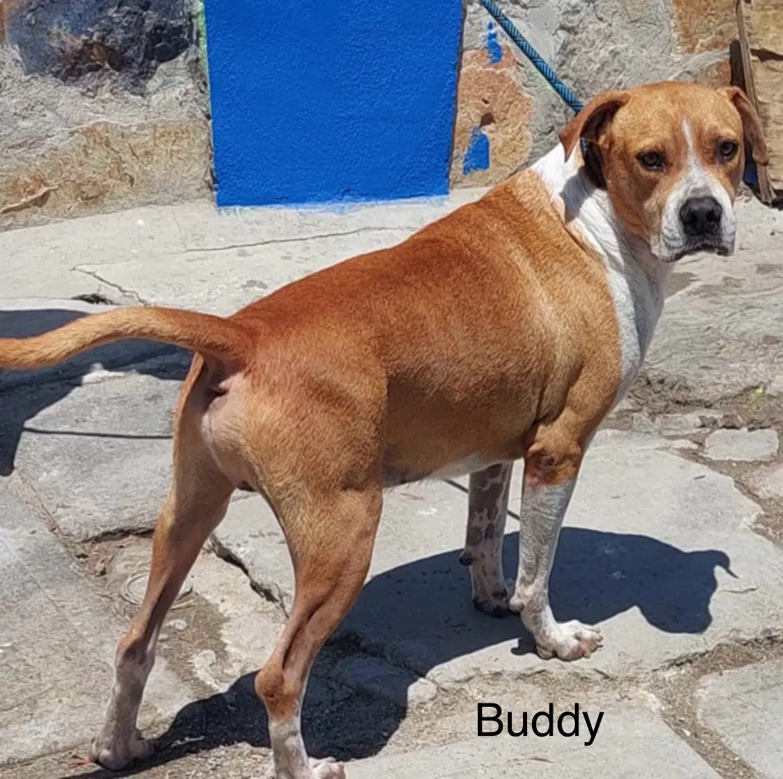 Buddy image 3