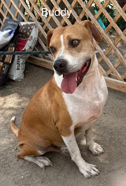 Buddy image 4