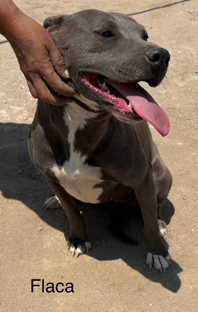 FLACA - American Pit Bull Terrier / Patterdale Terrier (Fell Terrier) available for adoption