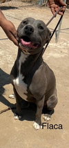 Flaca - Photo 2