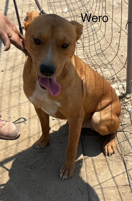 WERO - American Pit Bull Terrier / Patterdale Terrier (Fell Terrier) available for adoption