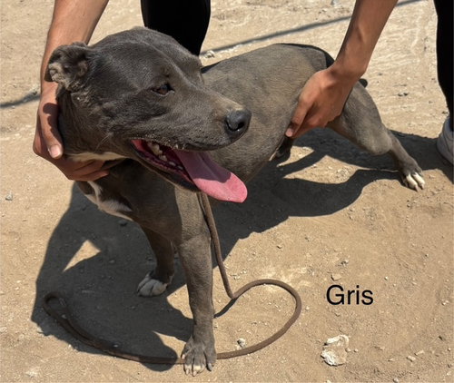 GRISELDA - American Pit Bull Terrier / Patterdale Terrier (Fell Terrier) available for adoption