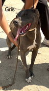 Griselda - Photo 2