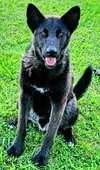 Black Jack - Photo 1