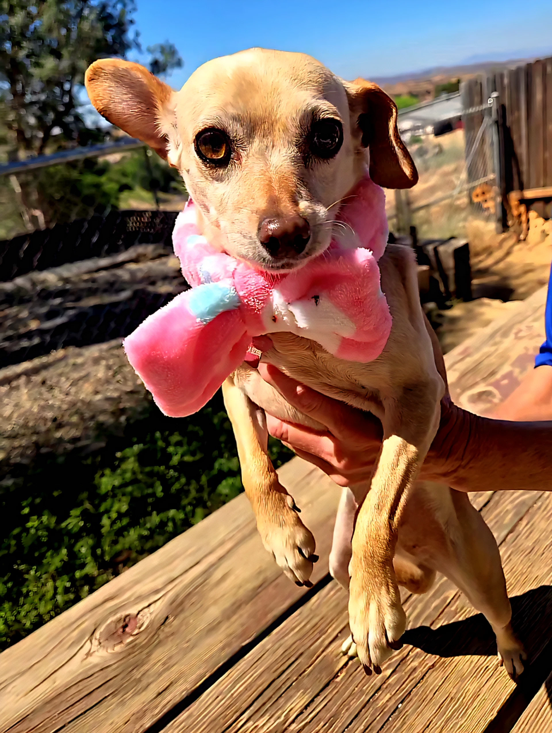 Taffy
