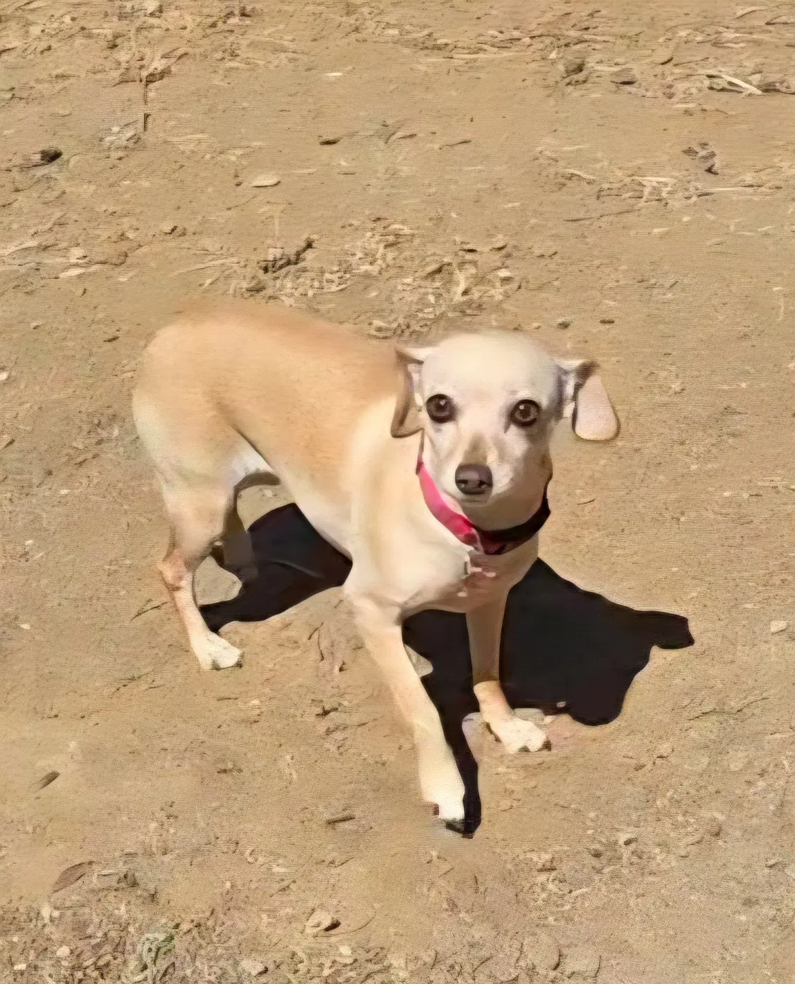 Taffy image 4