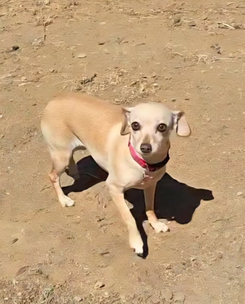 Taffy photo 3