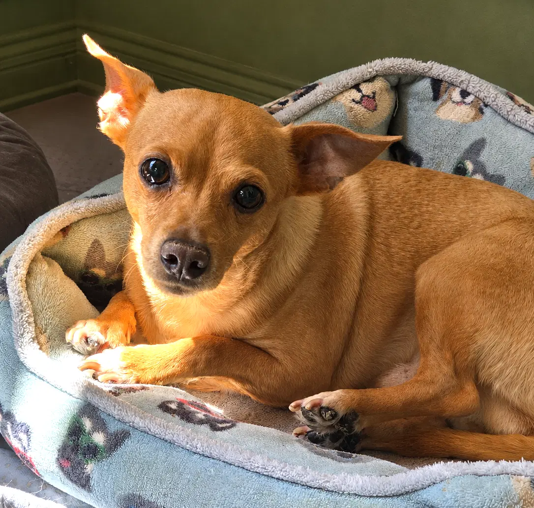 Sweetheart - Chihuahua
