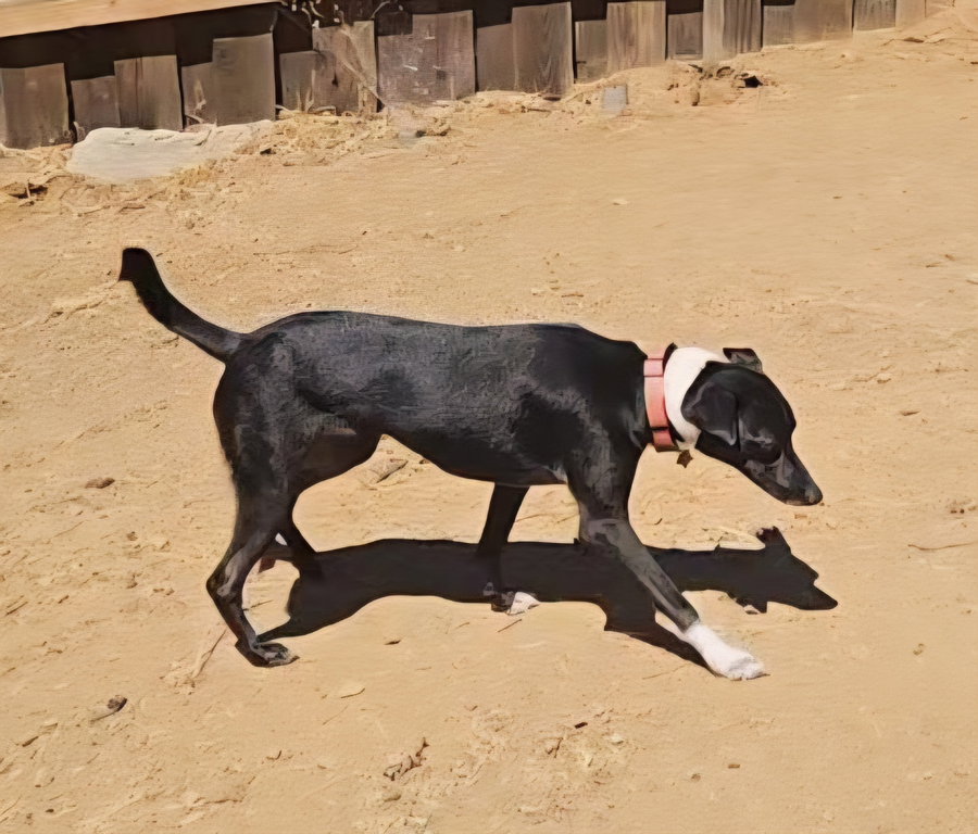 Fiona
