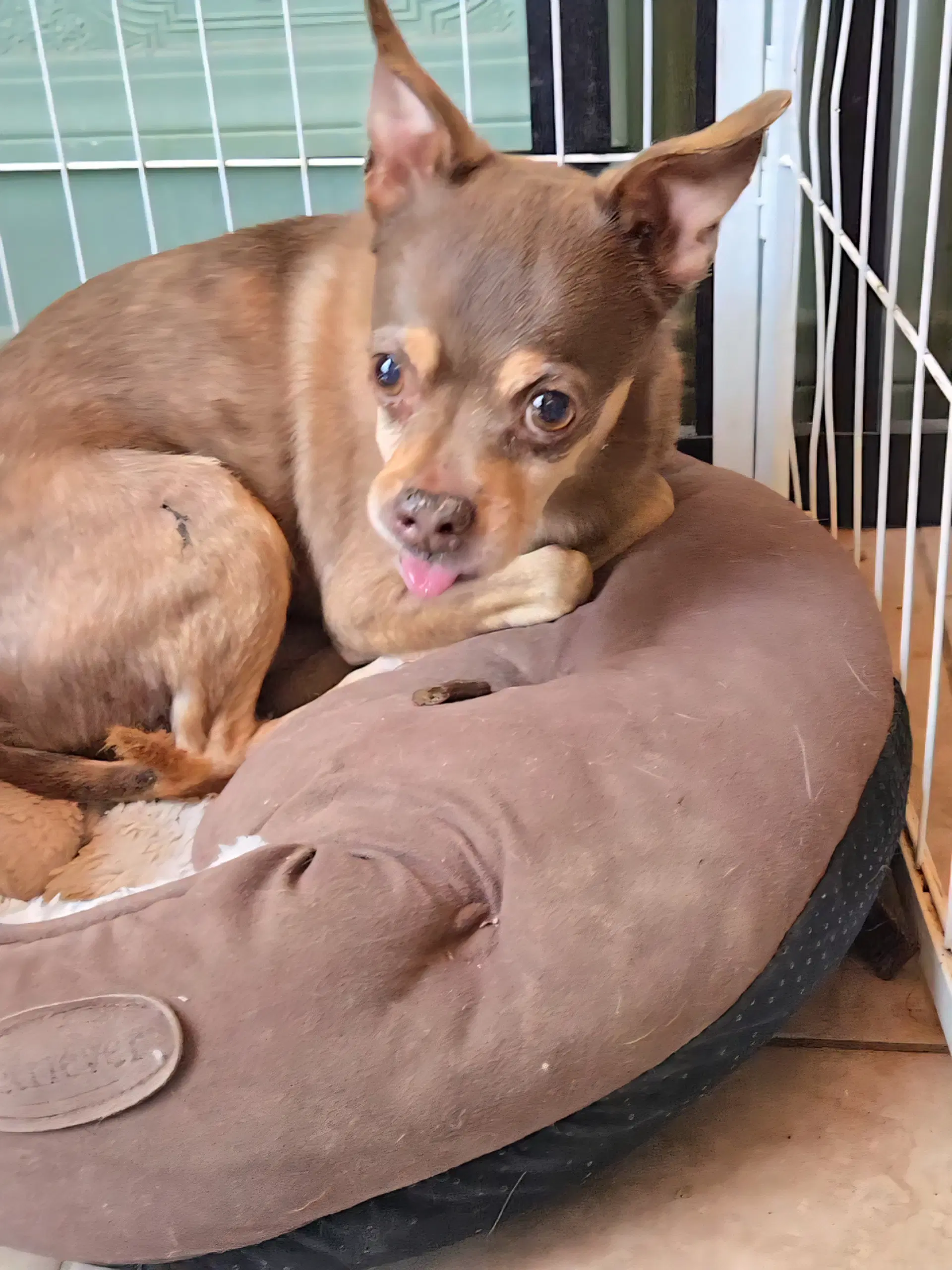 Chief - Chihuahua