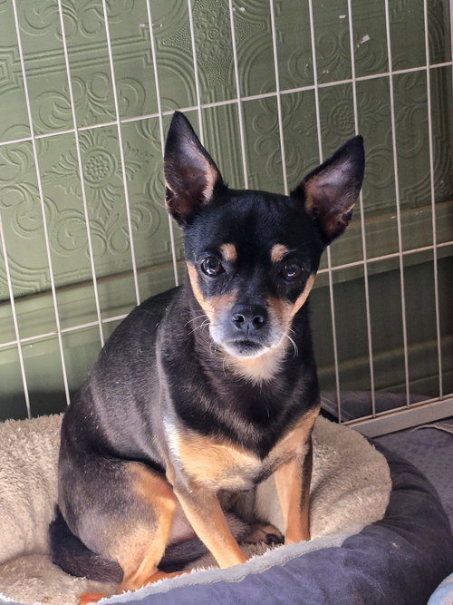 DELGADO - Chihuahua available for adoption