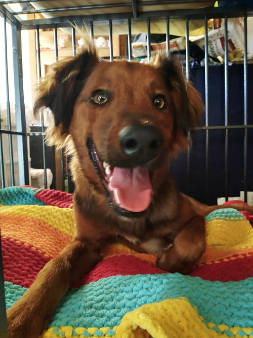 SHYLO - Irish Setter available for adoption