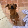 Shylo - Photo 4