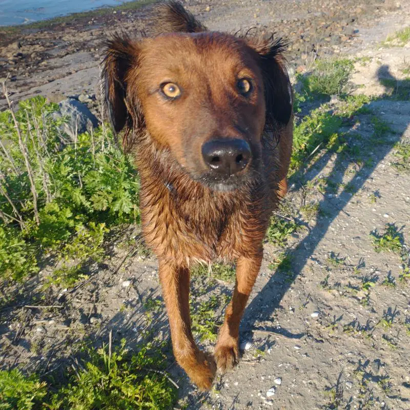 Shylo - Irish Setter