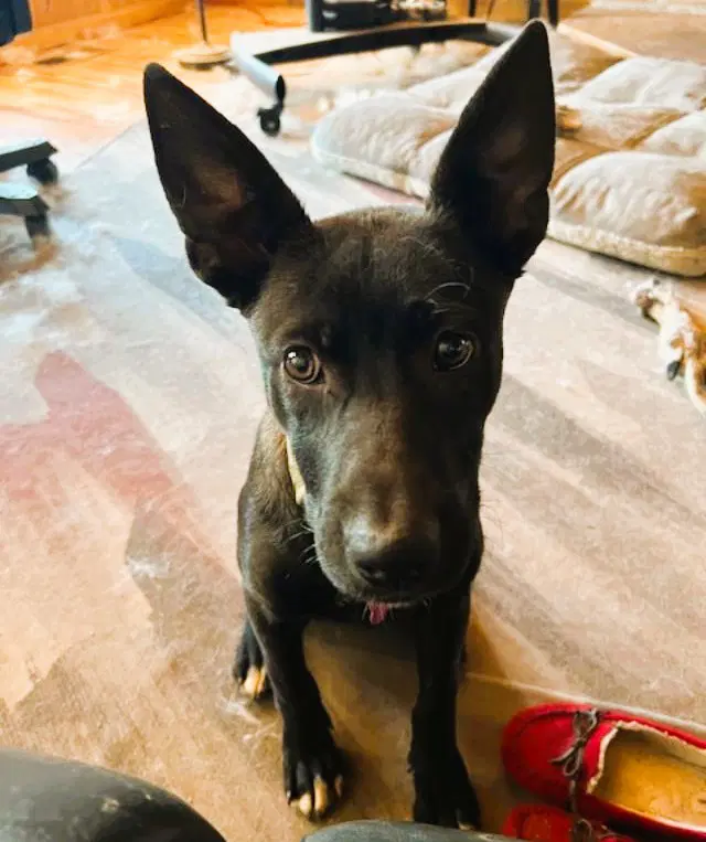 Tillie - Labrador Retriever