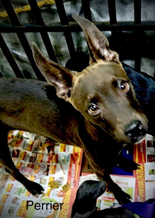 picture of the dog needing adoption