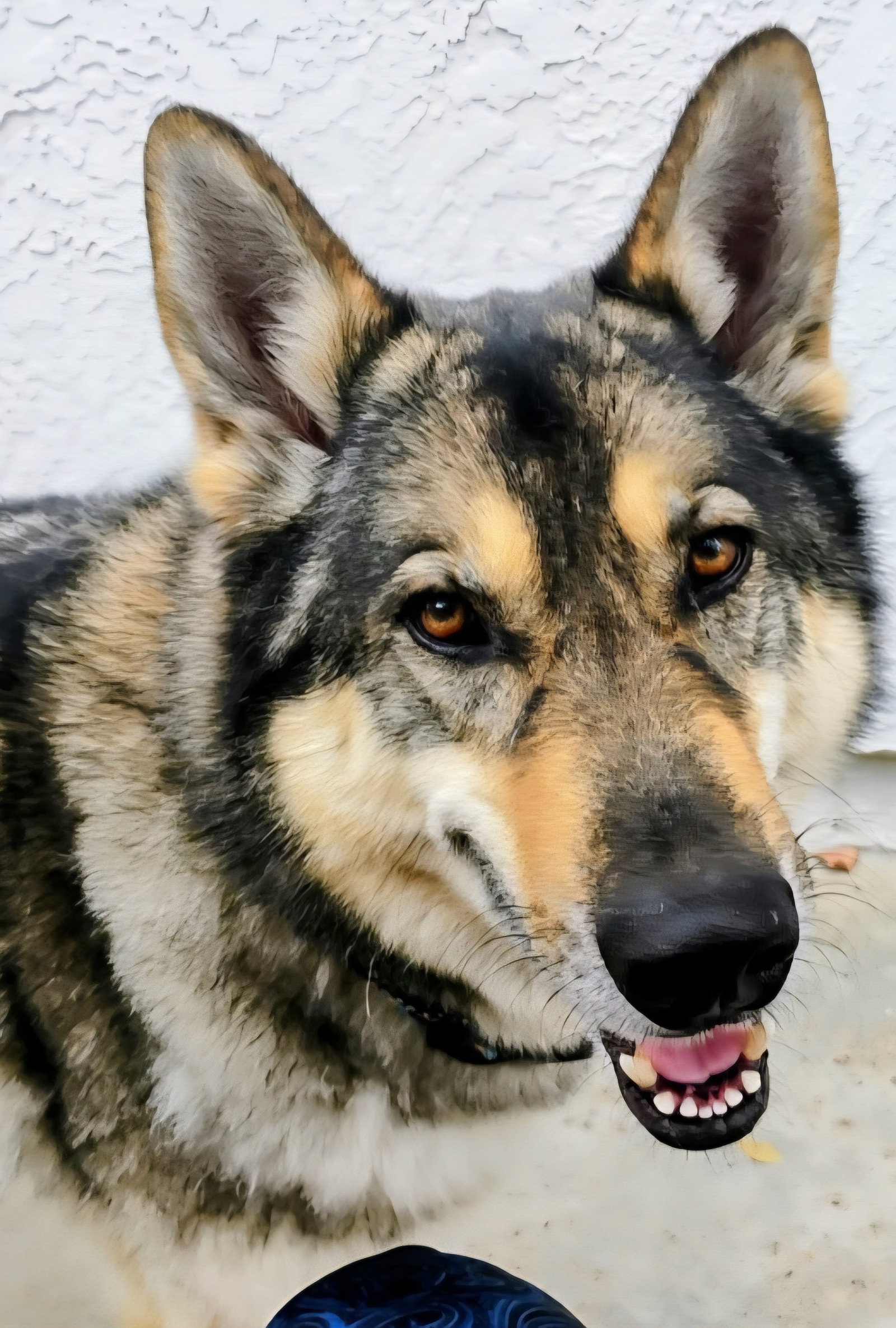 Siberian Husky