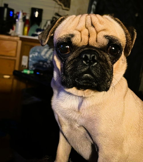 Trevor