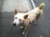 Spirit The Wonderdog!
