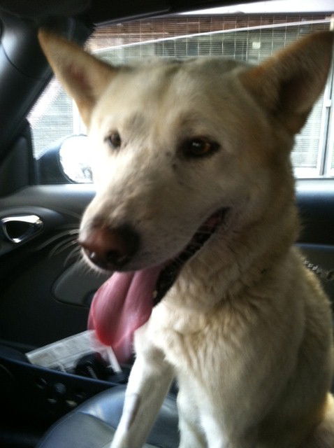 Spirit The Wonderdog!