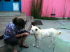 Spirit The Wonderdog!