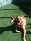 Josie