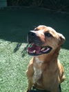 Josie