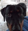 Roscoe