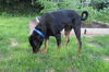 Roscoe