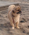 Spanky