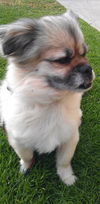 Spanky
