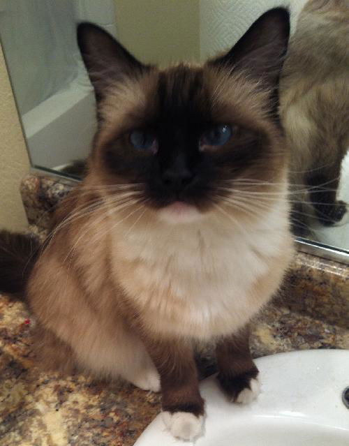 ROSIE
