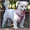 SUSIE Q
