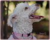 SUSIE Q