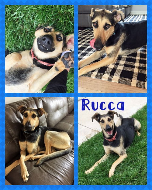Rucca