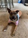 adoptable Dog in aurora, , CO named Estrella