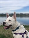 adoptable Dog in aurora, CO named Torchy (Courtesy Post)