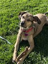 adoptable Dog in aurora, CO named Lilly