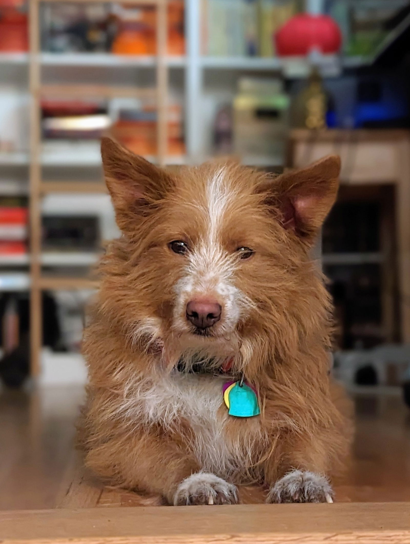 Dog For Adoption Penny A Terrier In Glendale CO Alpha Paw Dog For Adoption Penny A Terrier In Glendale CO Alpha Paw