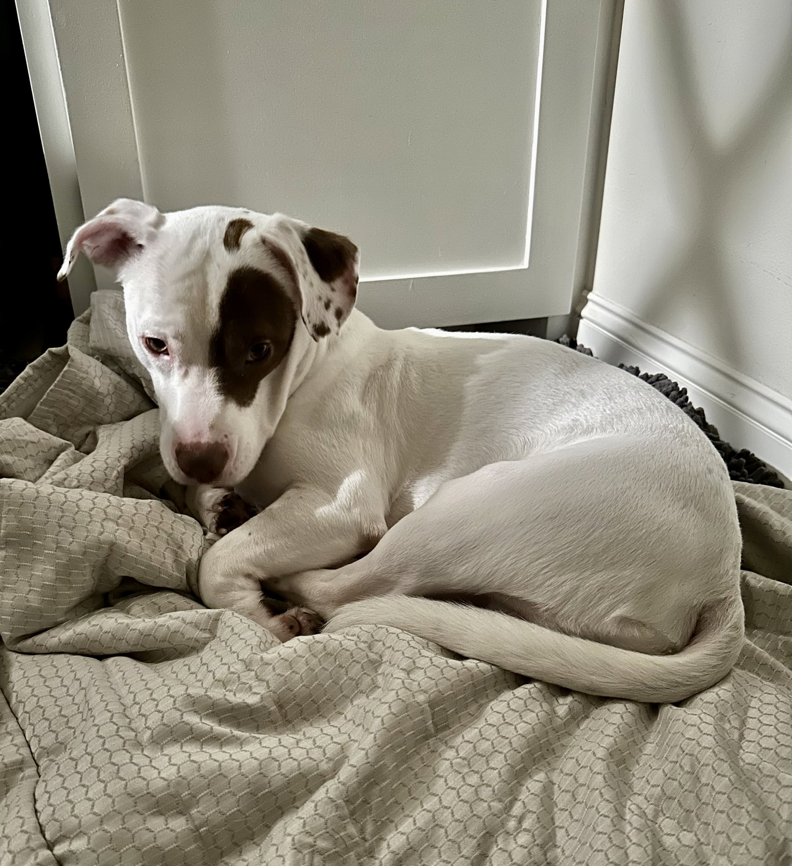 Dog for Adoption Austin, a Basset Hound in Indian Hills, CO Alpha Paw