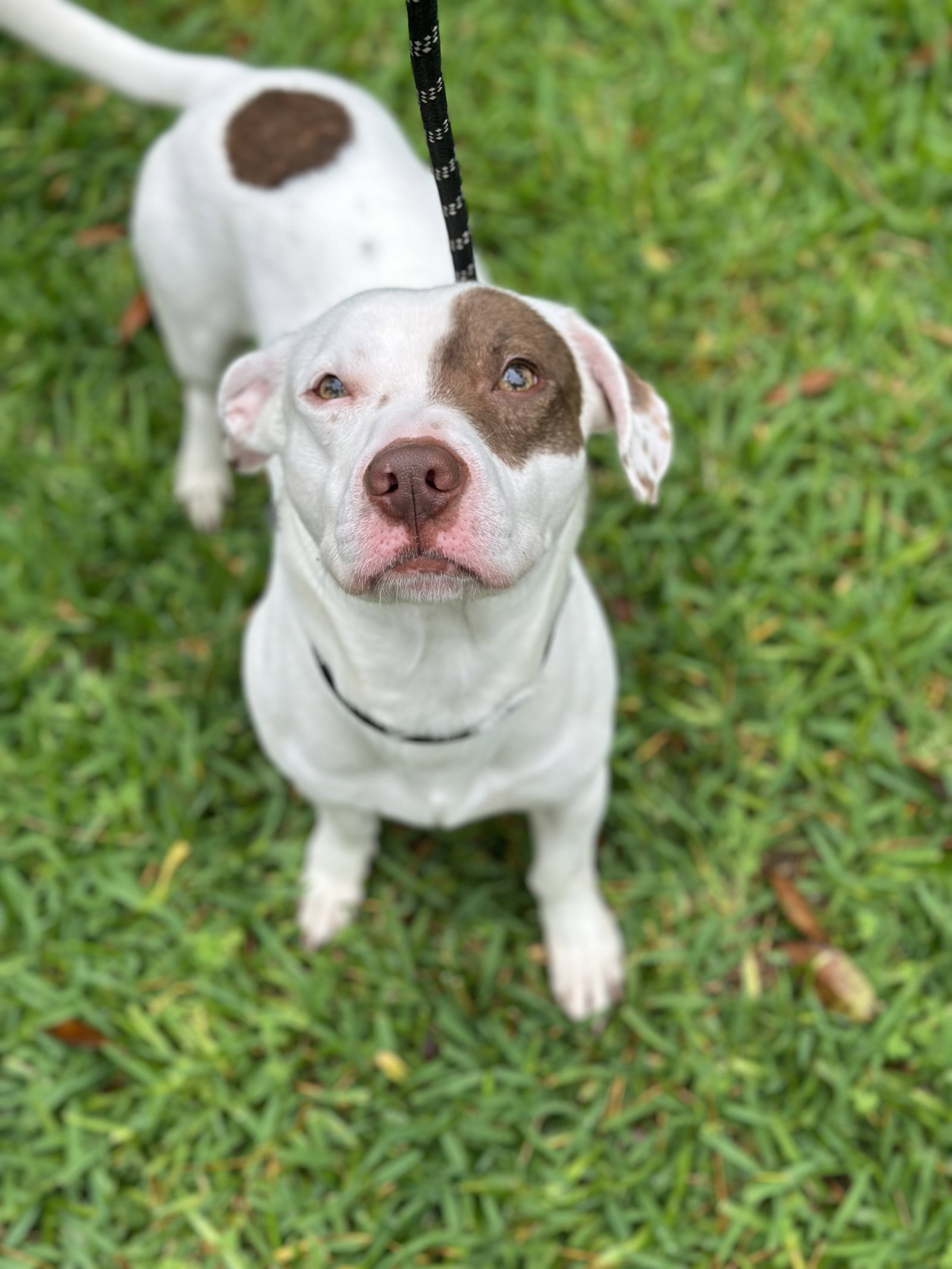 Dog for Adoption Austin, a Basset Hound in Indian Hills, CO Alpha Paw