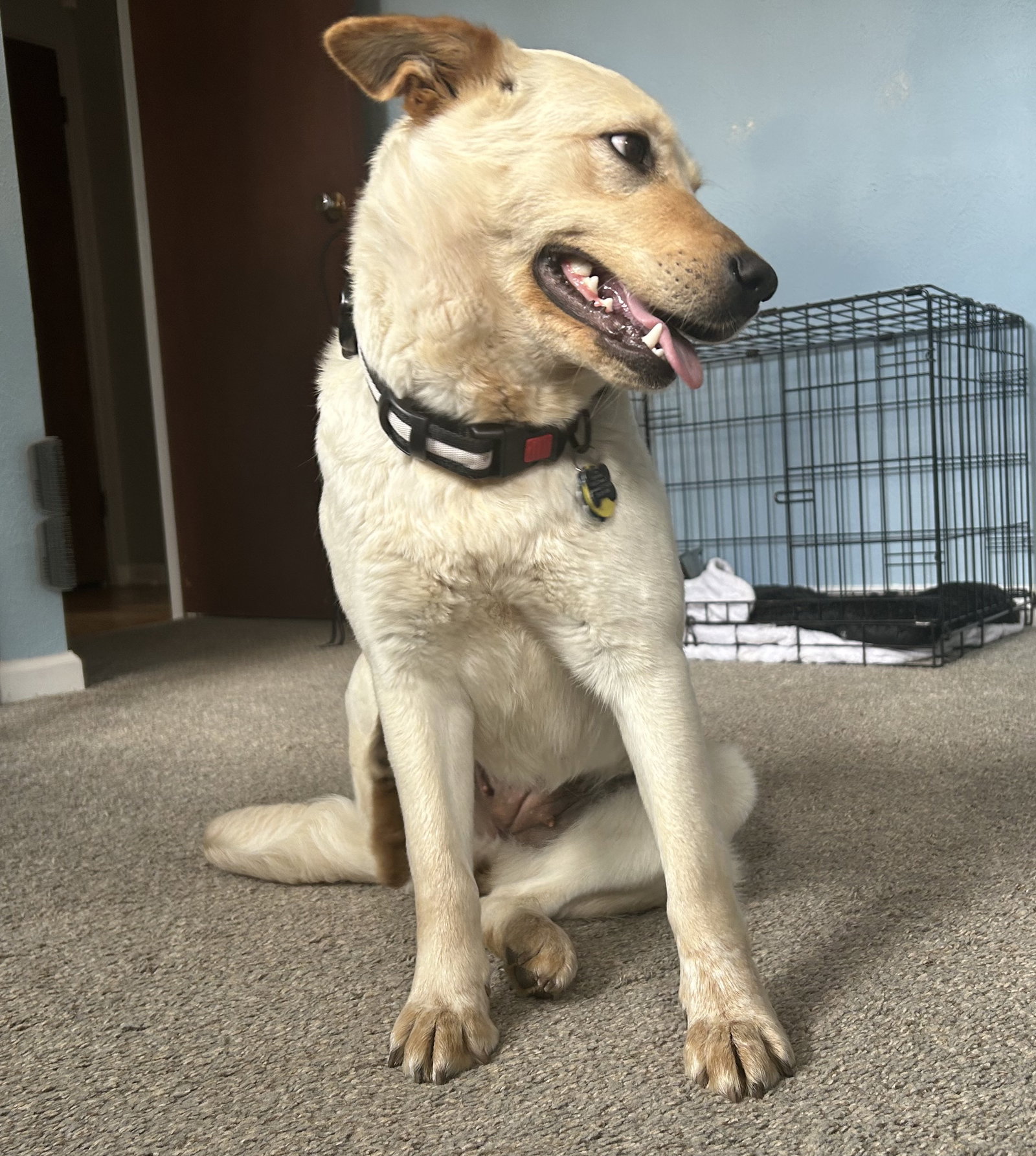 Dog for Adoption Velma, a Labrador Retriever in Gunbarrel, CO Alpha Paw